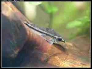 Pygmy corydora