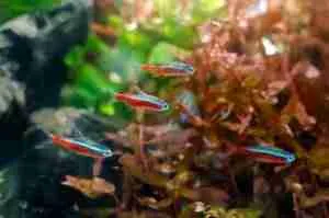 best time to turn on aquarium light