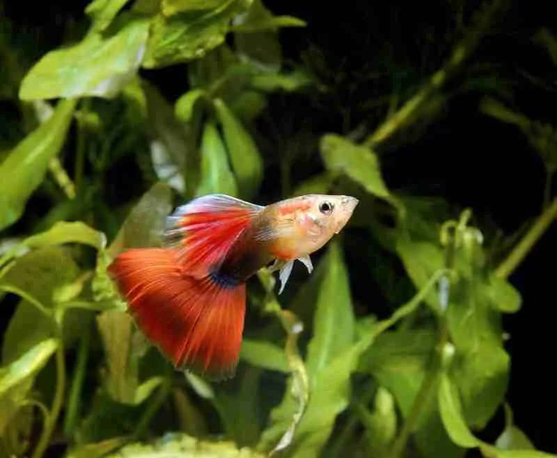 best fish for a 5 gallon tank
