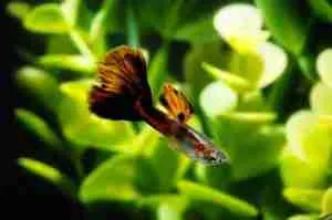 A guppy is one of the best fish for a 5 gallon tank