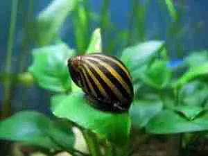 Nerite snail