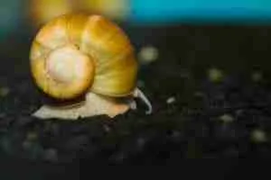 Yellow apple snail