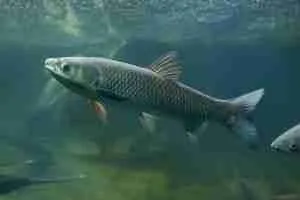 How to get rid of algae in a pond