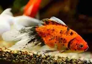 Get rid of algae in pond with fish