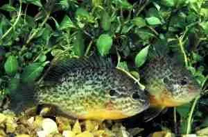 How to get algae off rocks in a pond
