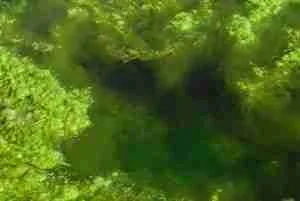 Pond algae